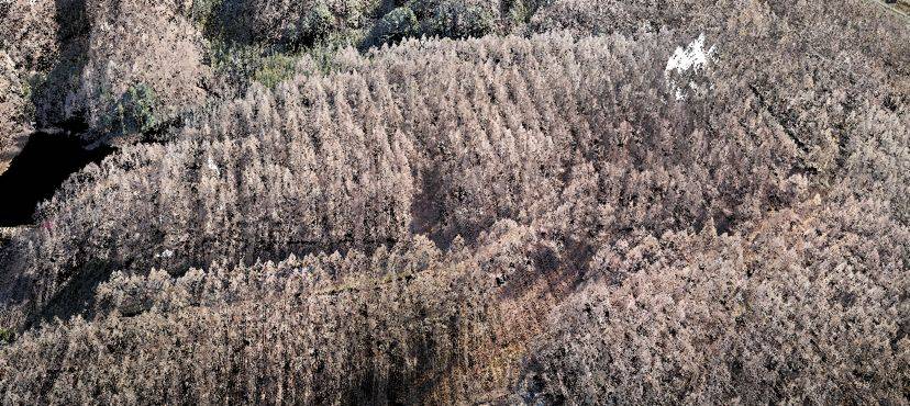 Drone Lidar plants trees penetrated