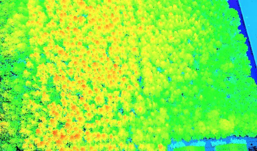Drone Lidar Point cloud Forest trees penetration